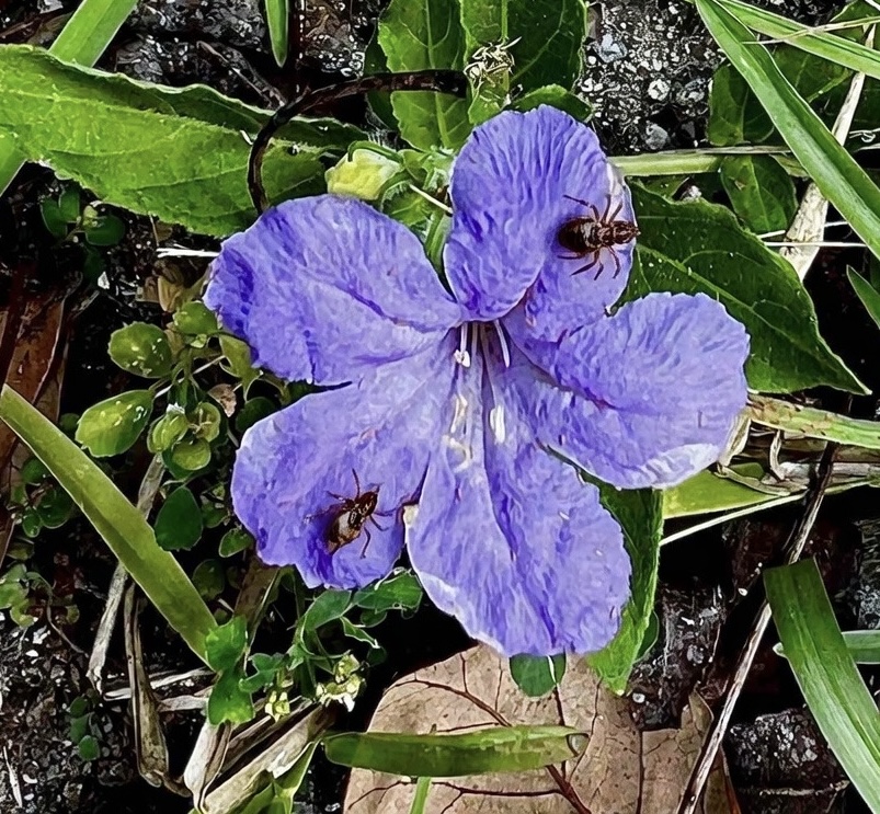 Denise 🇺🇸 tweet media