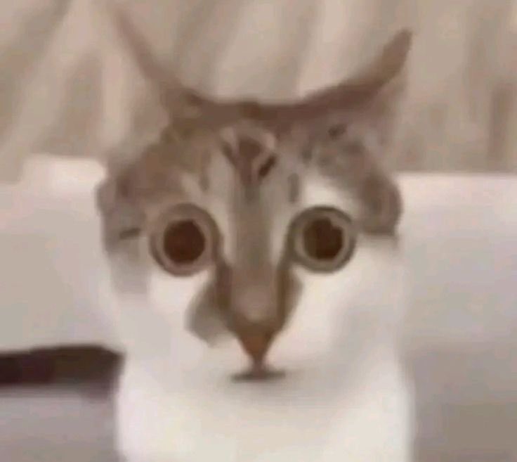 professional cat-ifyer of the HR cast tweet media