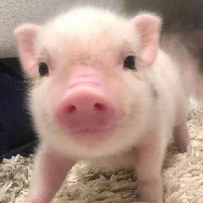 🐇𝓟𝓑 🩷 (-4/10) tweet media