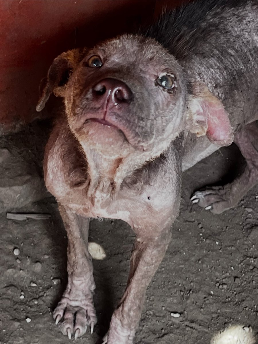 En este estado llego al refugio. Le pusimos Milka y necesitamos ayuda para ella. 
📍Alias Mercado pago: Omfamoreno 
📍Alias Banco Nacion: Omfitas 
📍PayPal: OrgMiFielAmigo 
✔️Cuentas a nombre de Yanina Vanesa Dalinger