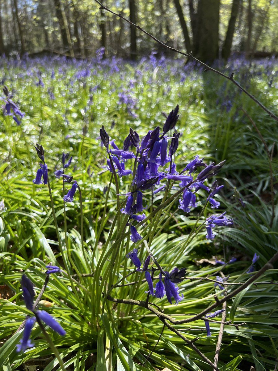 イギリスごはん@TinyGardenUK tweet media