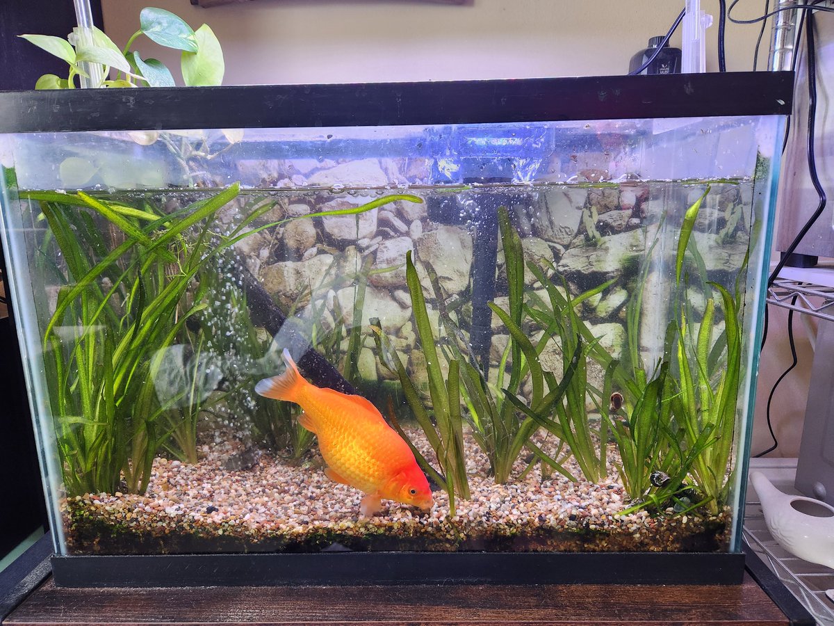 Danice (it's 'Danis' not Denise) tweet media