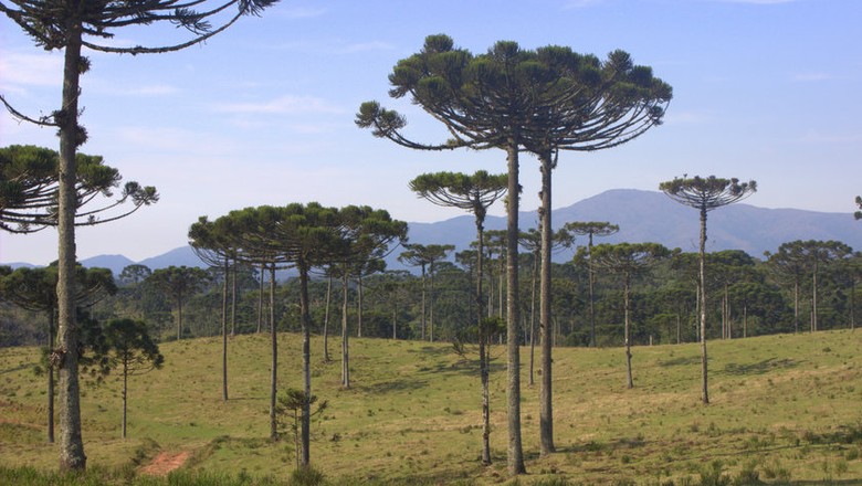 paladino tweet media