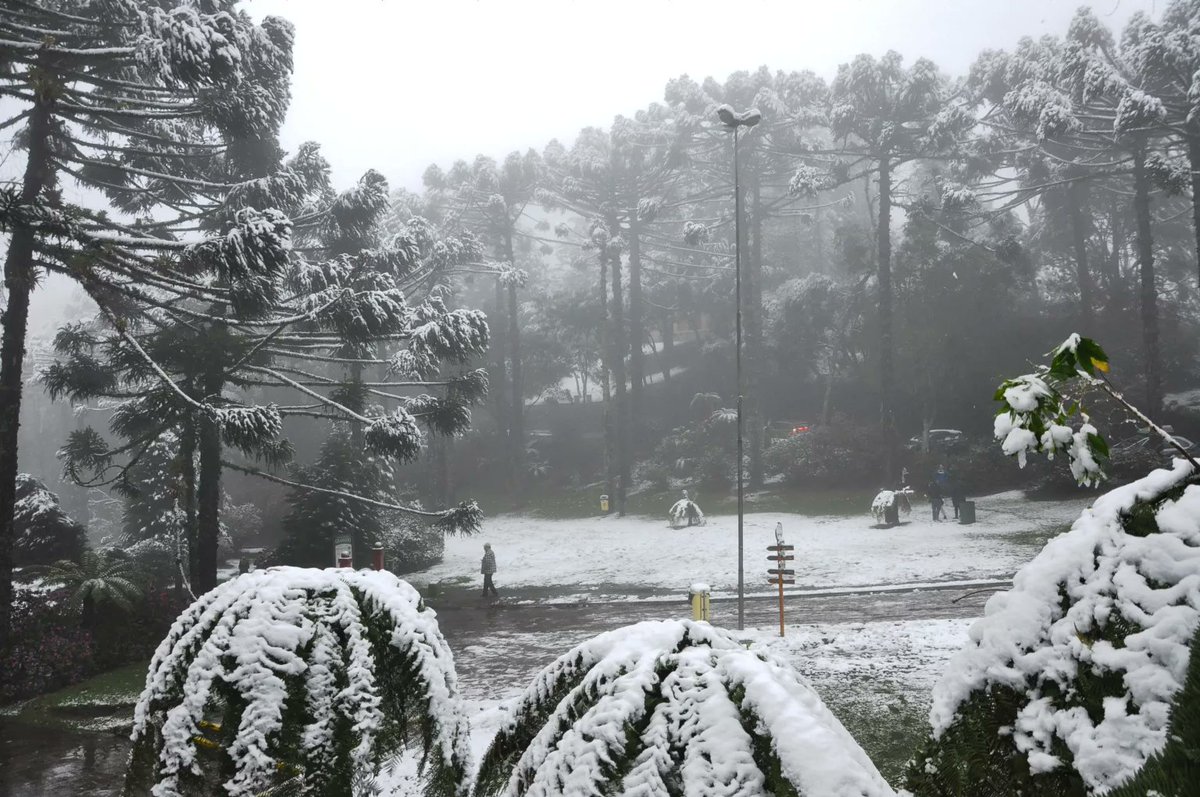 paladino tweet media