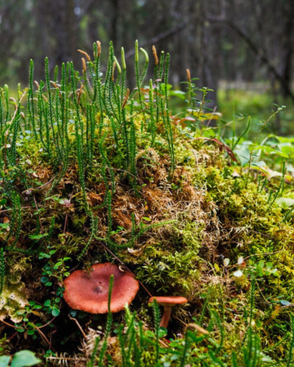 Borealconserve's tweet image. From Artist’s Conk (’Q. Brown) to Rufous Milkcap and delicate Mycena (J. Melograna), fungi help keep the Boreal Forest alive.🍄

They break down organic matter, return nutrients to the soil, and are part of the hidden underground networks that support life.🍄‍🟫