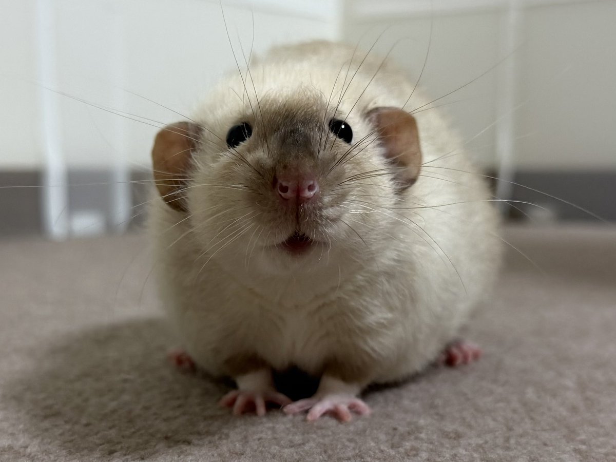 ﾇﾝﾒ•ﾘｰ tweet media