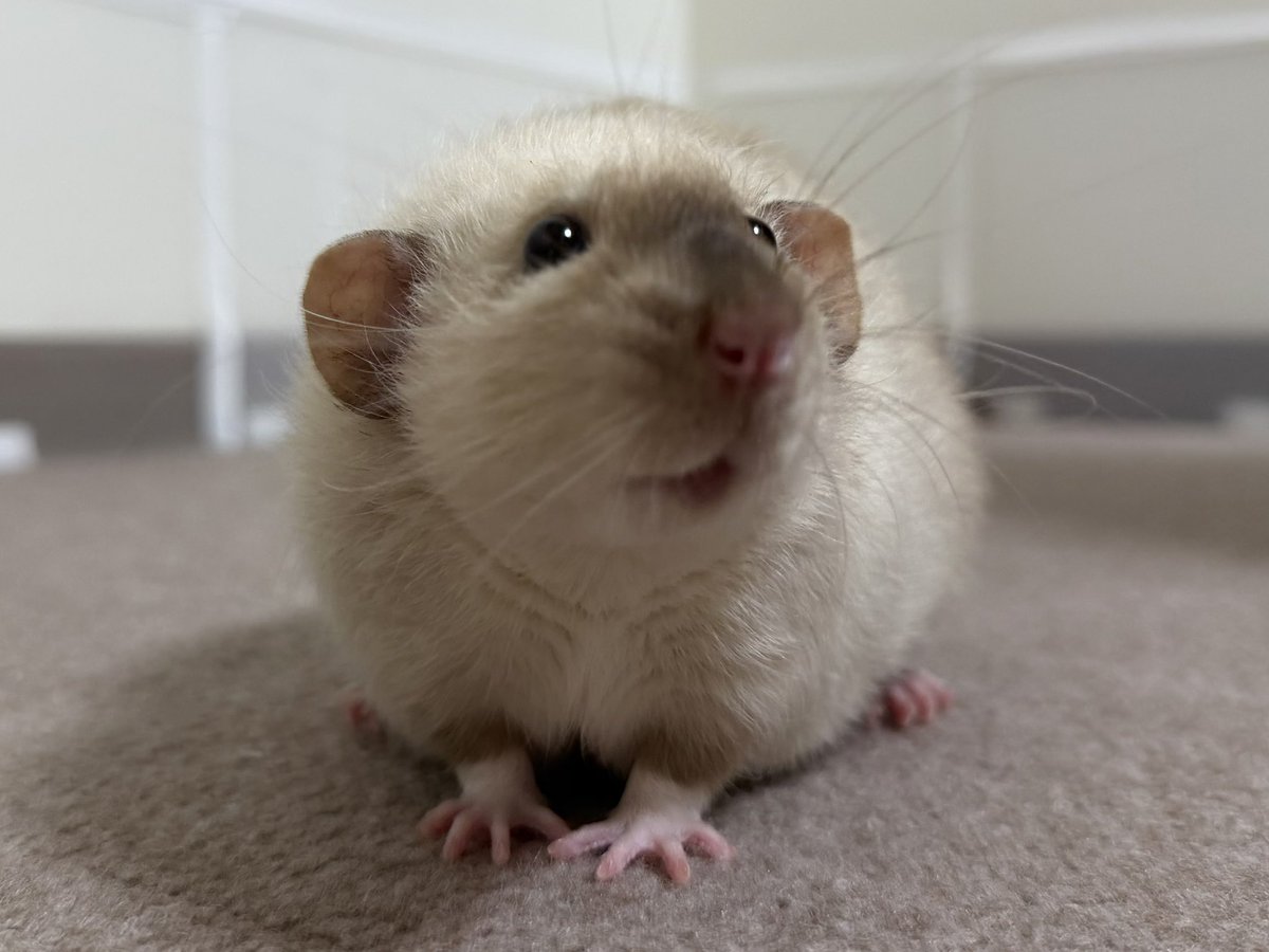 ﾇﾝﾒ•ﾘｰ tweet media