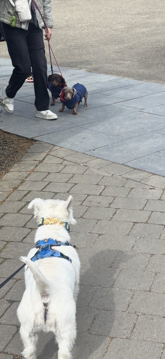 Albert the westie tweet media