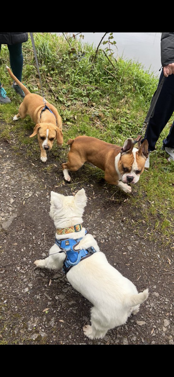 Albert the westie tweet media