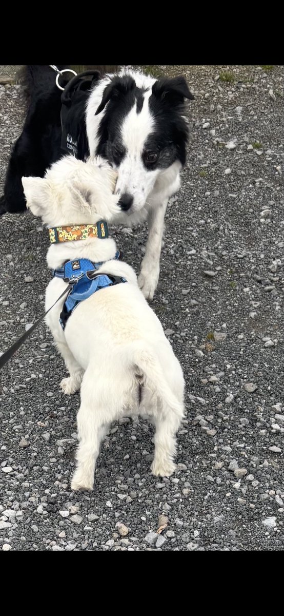 Albert the westie tweet media