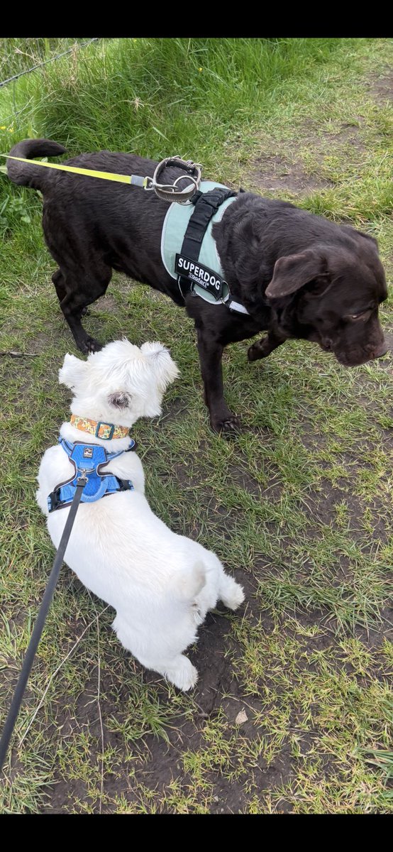 Albert the westie tweet media