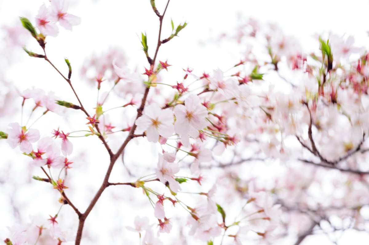 風が強かったので揺れては散りゆく桜を撮りたかった…
しかしながらそんな時に限ってあまり揺れないものです。
タムキューは素晴らしいレンズです❤️

ポートレートですとエッジの柔らかい優しい質感を描写します。
ただし背景をうまく選ばないとちとザワワします。