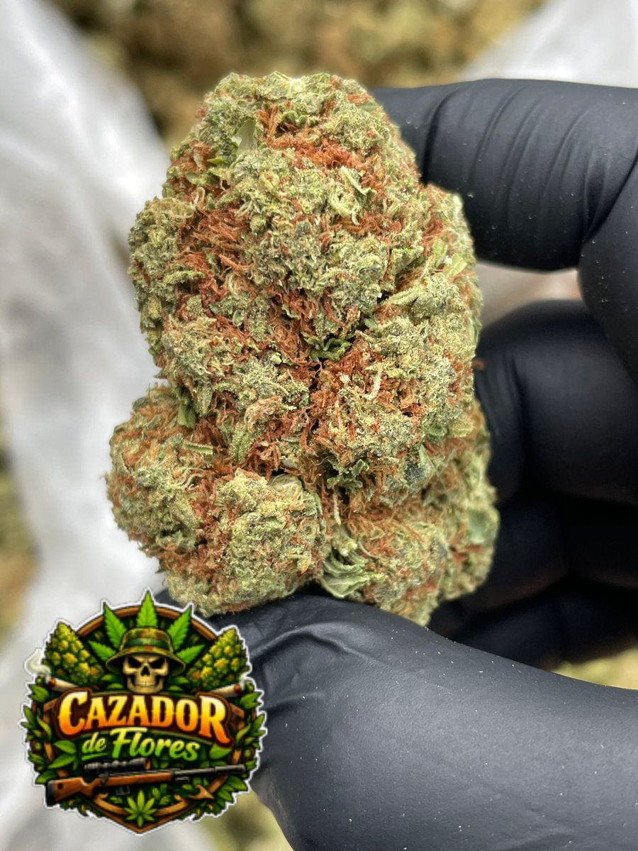Cazador de Flores tweet media
