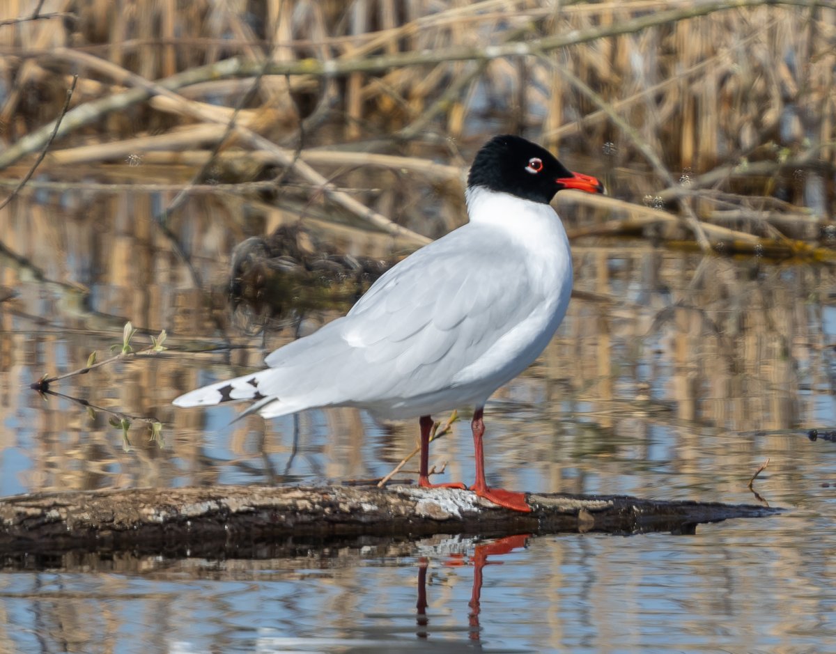 Julian Keeble tweet media