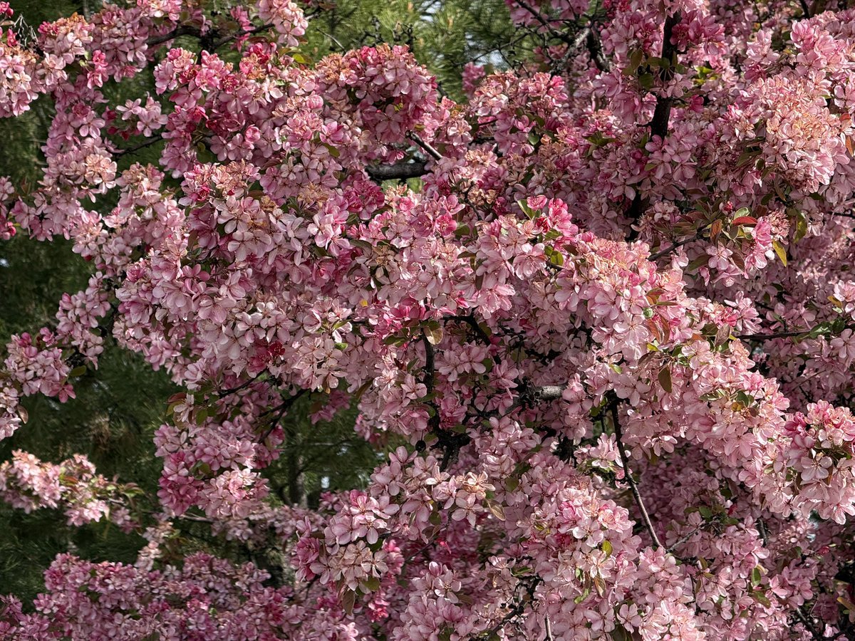 Backwoods_Books's tweet image. Spring has sprung. 🙏

#BeautyEverywhere 
#SimpleJoys