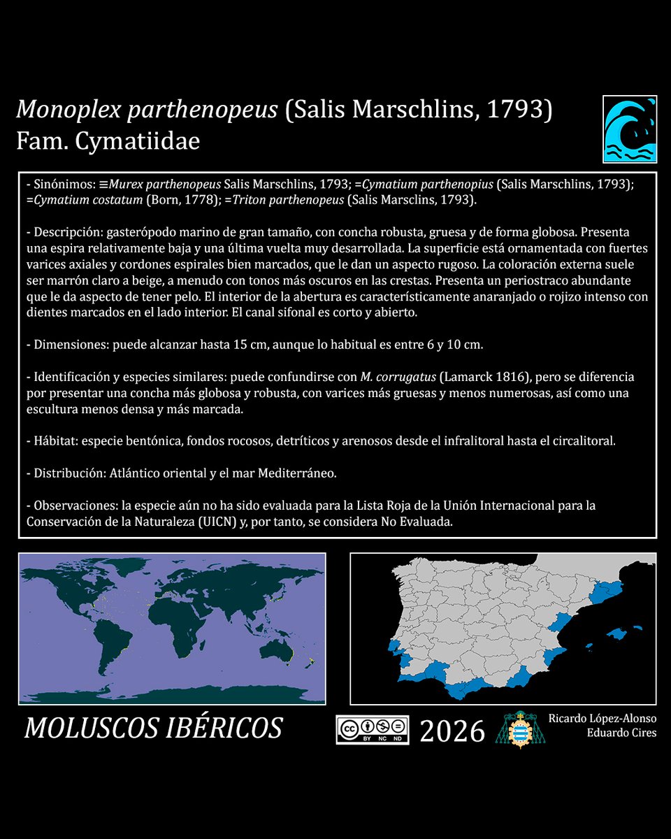 EduardoCires's tweet photo. Monoplex parthenopeus (Salis Marschlins, 1793)
#Cymatiidae #malacología #gastropoda #moluscosmarinos #marinemolluscs #marinebiology #marinebiodiversity #marineecology #faunamarina #shellart #naturalhistory
@IndurotUniovi @Lopezalonsord @uniovi_info @UOdivulga https://t.co/3zi3WQ8c2M