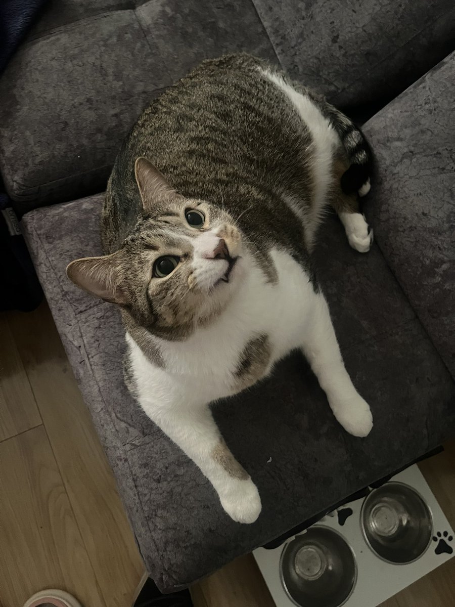 si ok entiendo tweet media