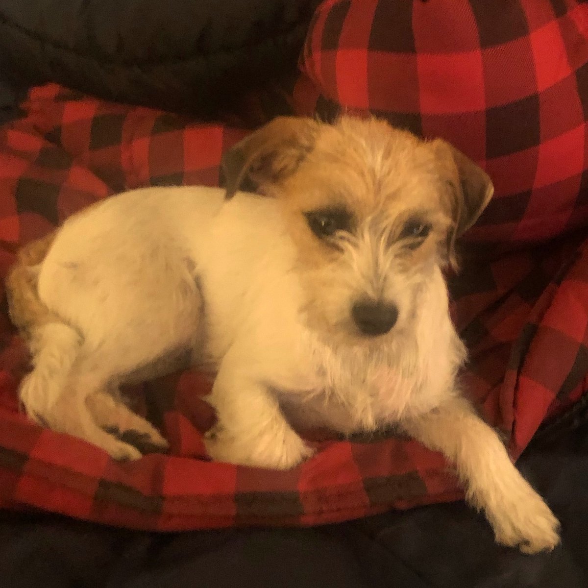 MoonBeam2025 tweet media