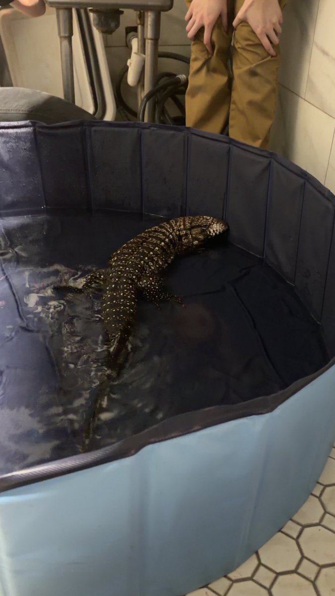 Watrmelonn tweet media