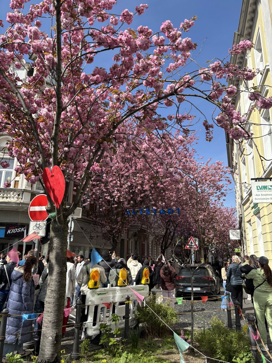 kkashon4's tweet photo. ボンの桜を観に行きました🌸
思っていたのが日本の桜(ソメイヨシノ)だったので
思ったんと違う…
となりました🤣
咲きほこっていて良い時期に行けました！
#ボン　#Bonn https://t.co/LqfuZukiWF