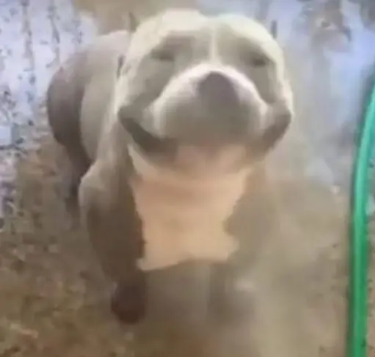 Giomatic tweet media