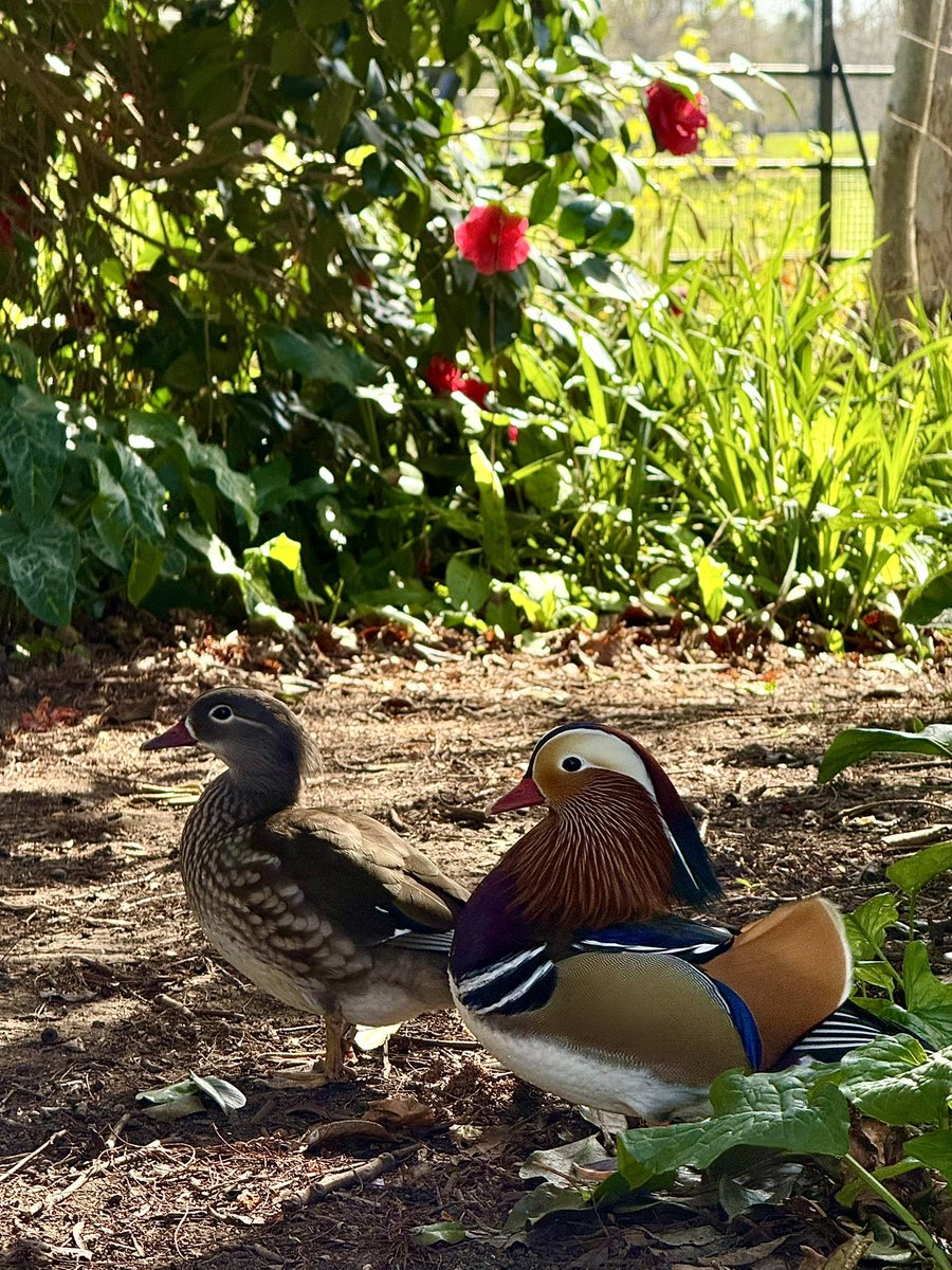 monty772011's tweet image. Bushy Park, London, April 2026 #BushyPark #London #Today