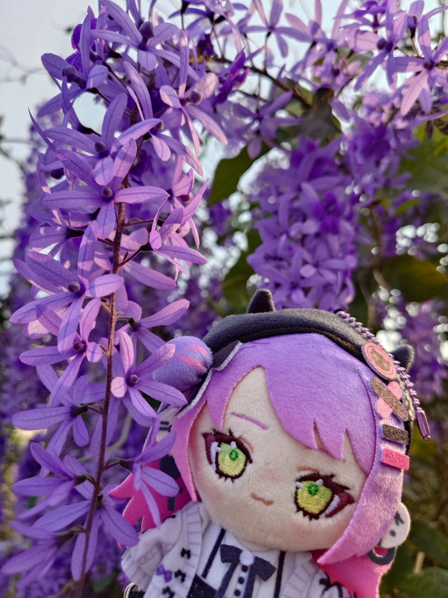 kuroinuyu_108's tweet photo. 藍花藤（ペトレア / Petrea volubilis）の花言葉 

優雅（ゆうが）
気品（きひん）
知的な美しさ（ちてきなうつくしさ）
冷静（れいせい）

#towavel https://t.co/NEo5SxSm5X