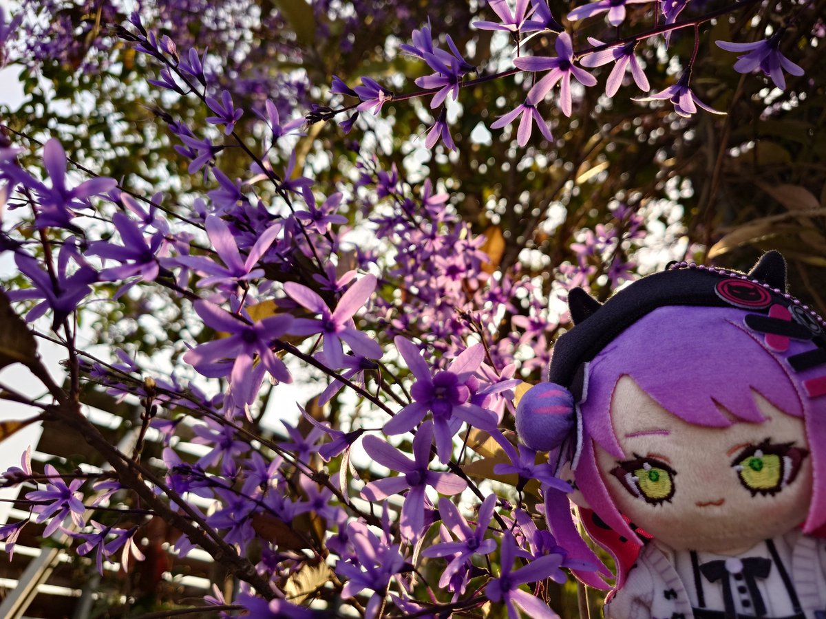 kuroinuyu_108's tweet photo. 藍花藤（ペトレア / Petrea volubilis）の花言葉 

優雅（ゆうが）
気品（きひん）
知的な美しさ（ちてきなうつくしさ）
冷静（れいせい）

#towavel https://t.co/NEo5SxSm5X