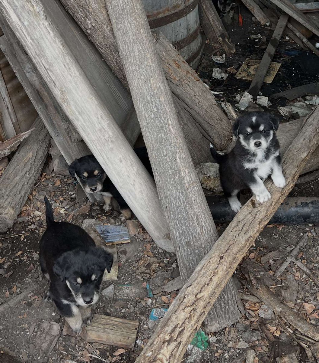 ⁉️Molim RT⁉️8 stenaca starosti oko 1 meseca ,ostavljeni na deponiji ⁉️Potrebni su domovi HITNO ⁉️