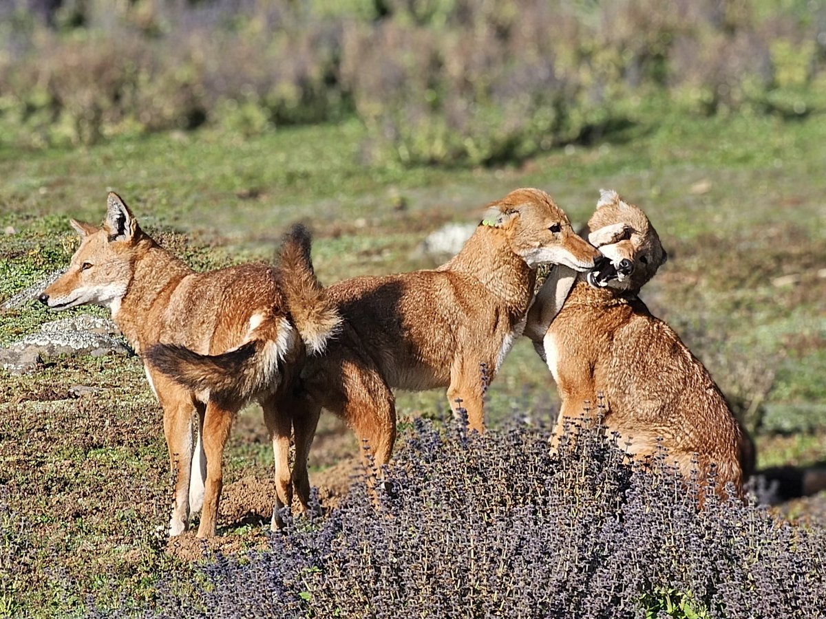 SamuneAbdi's tweet image. This is #Ethiopian #wolves morning ritual is the glue that holds the family togethers. It’s a moment of peace and social bonding before they begin their long day of patrolling the roof of Africa.
@KyKebero @ClaudioSillero @ESA_org @Arctic_paws @wildnetorg @WildCRU_Ox @VisitOromia