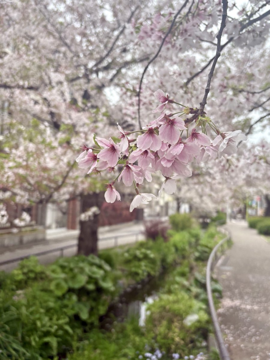 setagayapiano's tweet photo. 今年は新小学一年生になる生徒さんがたくさん！今日入学式だったその中のお一人Rちゃんは、今日から1人でレッスンに来て1人でレッスンでした🎹15分長くなったレッスンにも集中できてこれから先が楽しみ！
他の生徒さんたちみんなの成長が楽しみな新年度です🥰
#桜 #春 #ピアノレッスン https://t.co/7spbTt3Dq8