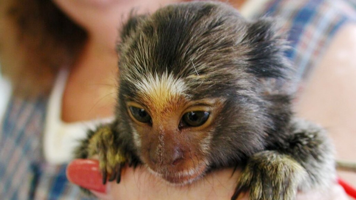 Born Free Foundation tweet media