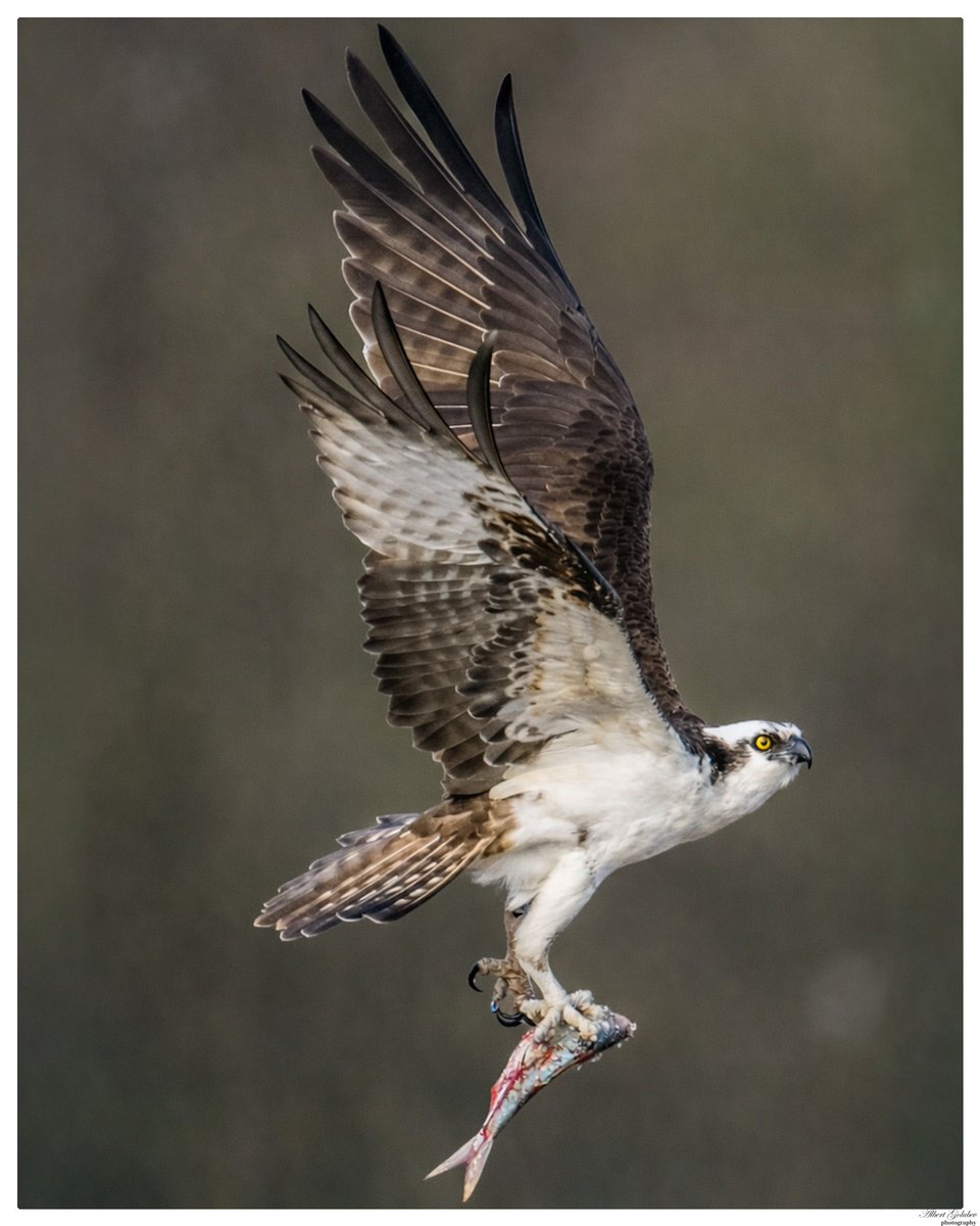 qaextreme's tweet photo. Osprey at Marine Park Salt Marsh @BirdBrklyn https://t.co/GzhDjqVx5w