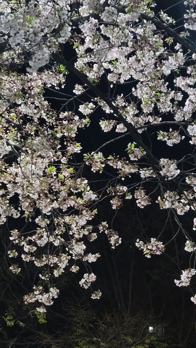 vinnnncccc's tweet photo. 一緒に見たい〜 https://t.co/AGkRSVRXlH
