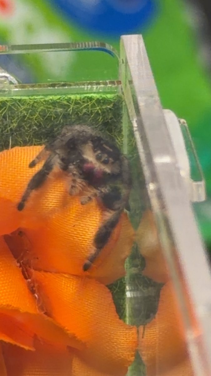 Watrmelonn tweet media