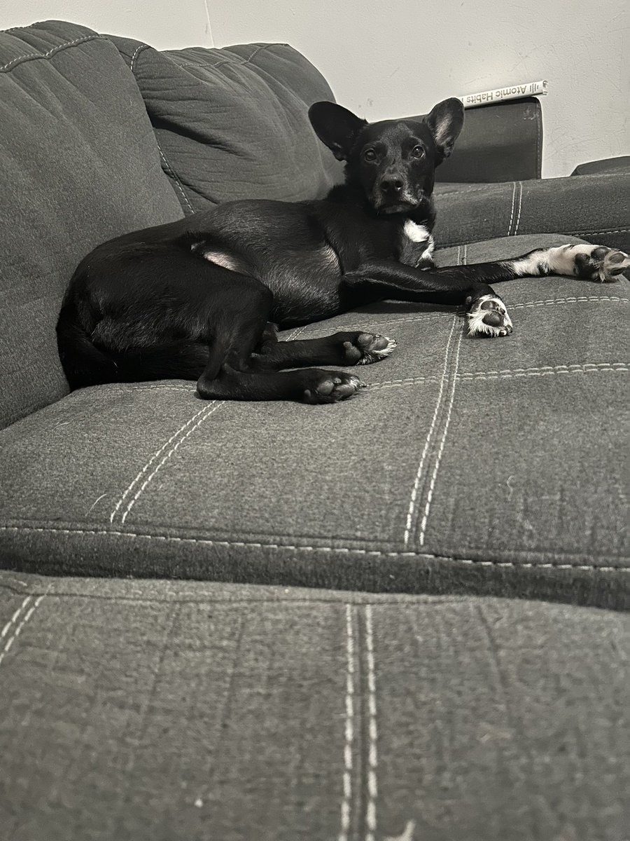 Million Dollar Pípe tweet media