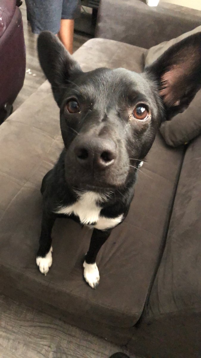 Million Dollar Pípe tweet media