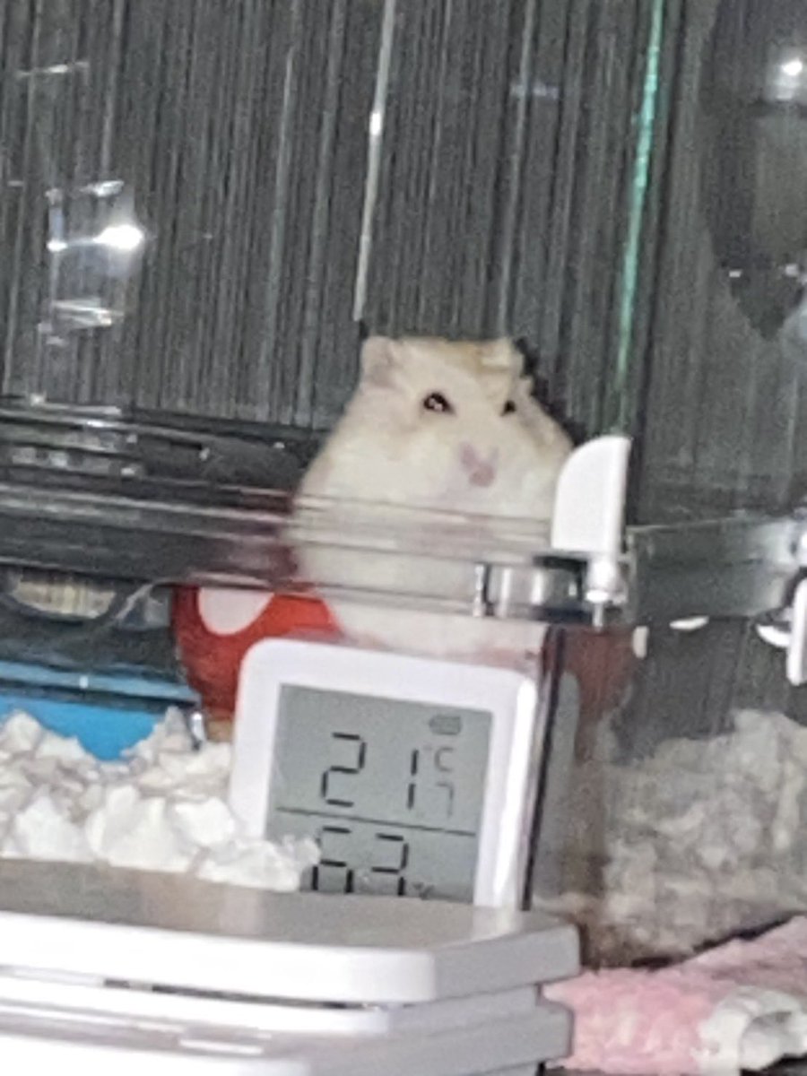 お尻丸出しアナルハメ太郎 tweet media