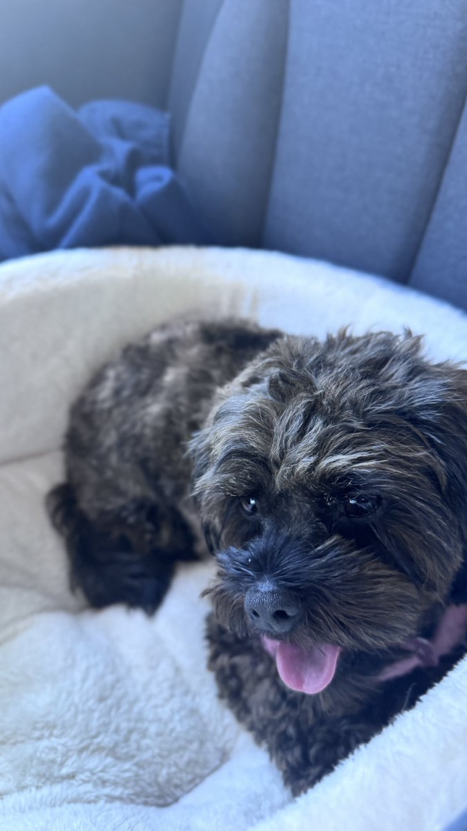 Welshandproud76's tweet photo. On the way to the beach. Had a good run. And now Iโm asleep #Lifeofadog #shihpoo #Bankholiday #Sunout https://t.co/jSkXn30zab
