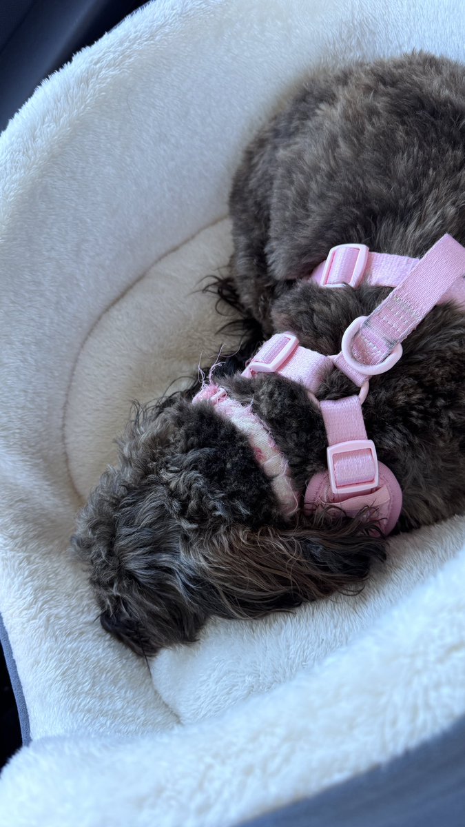 Welshandproud76's tweet photo. On the way to the beach. Had a good run. And now Iโm asleep #Lifeofadog #shihpoo #Bankholiday #Sunout https://t.co/jSkXn30zab