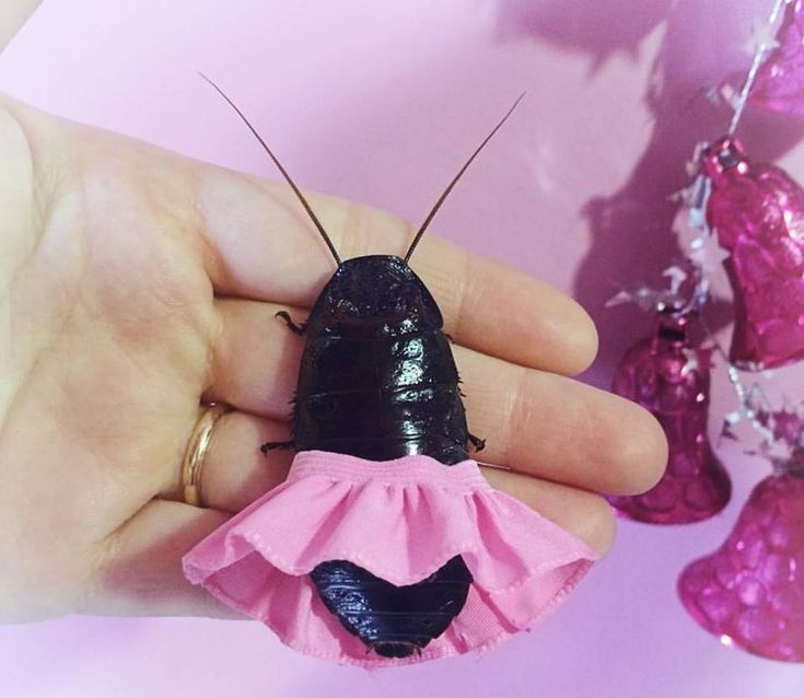 shadoomf🪲🇵🇸(homunculus enjoyer) tweet media