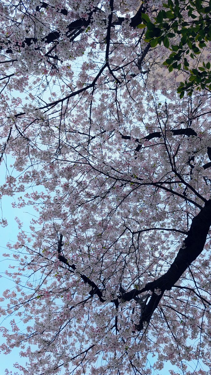 あさみ tweet media