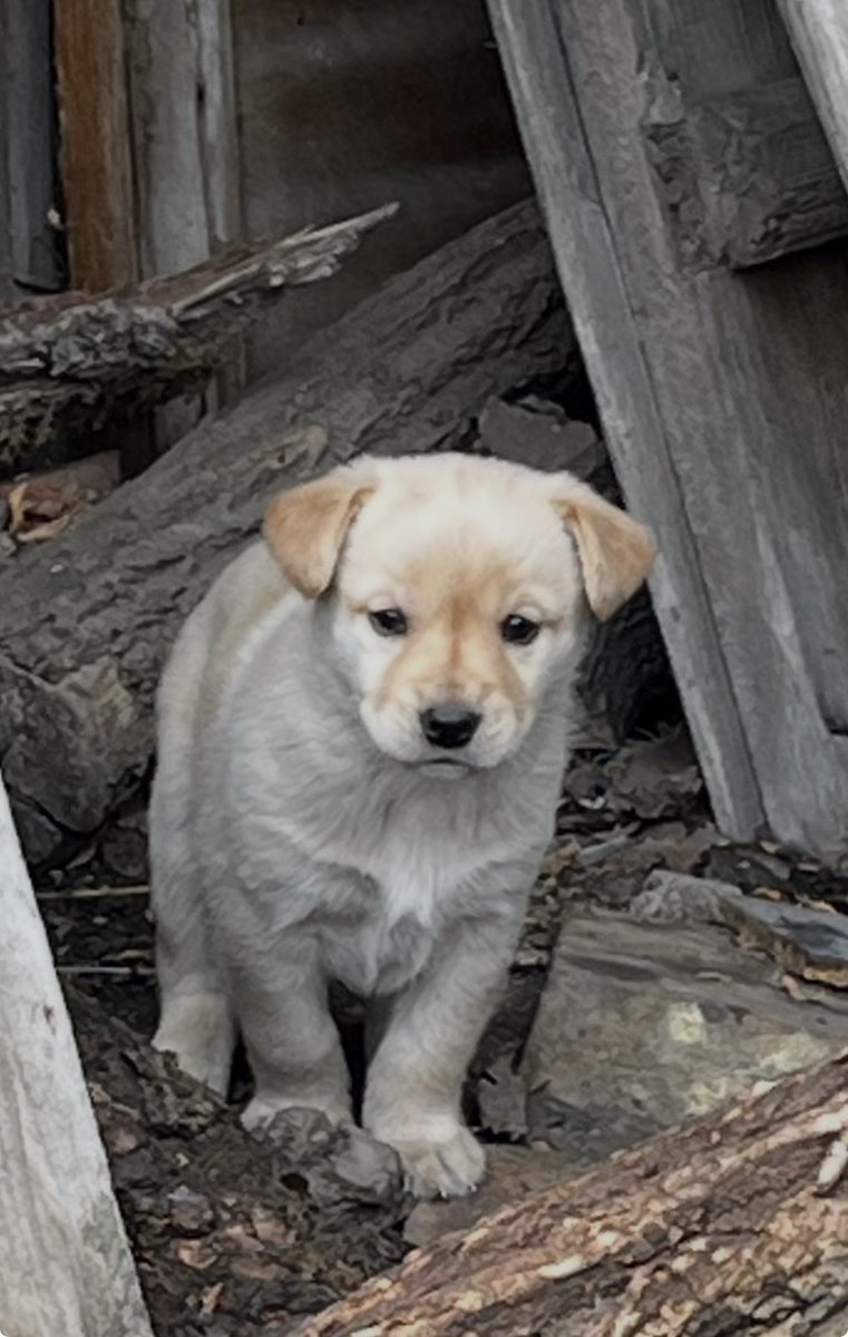 ⁉️Udomi ne kupuj 🐾⁉️