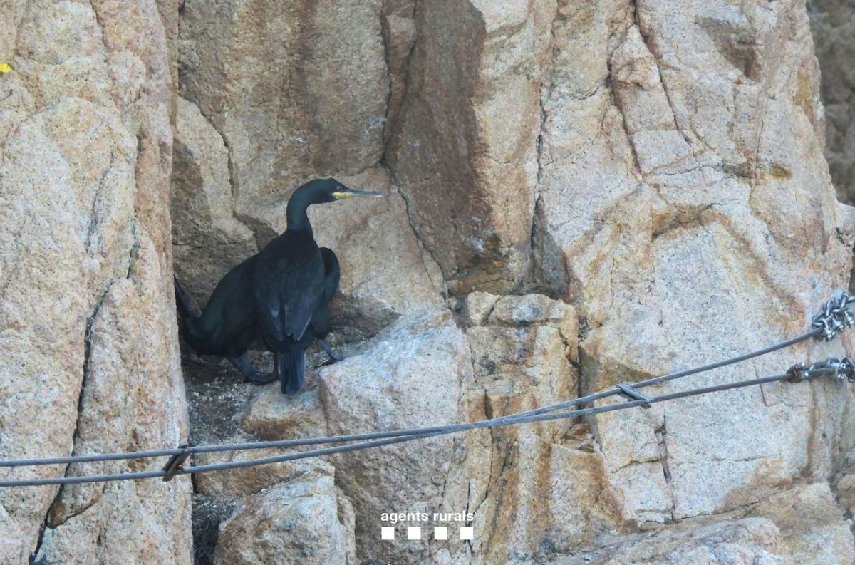 Agents Rurals tweet media