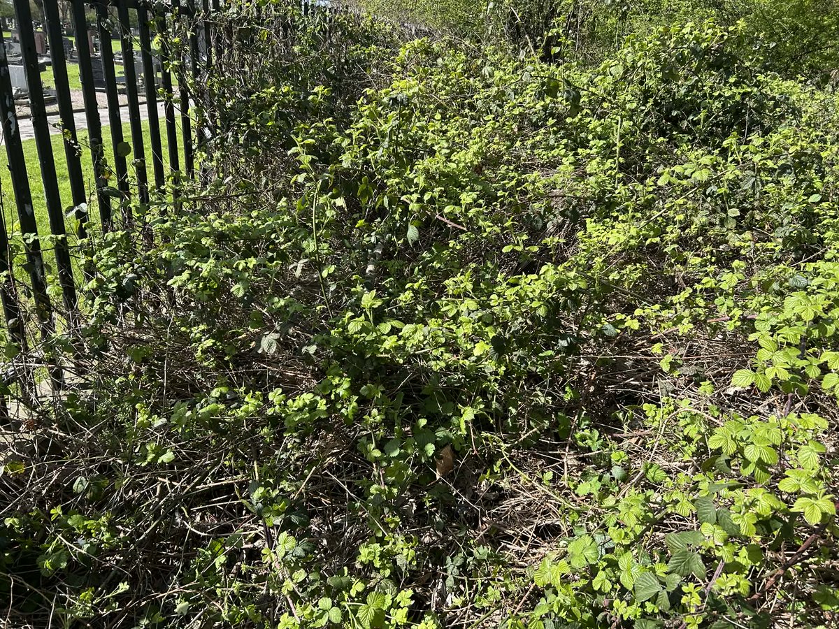Litterwatch1's tweet image. Fresh air and a cleaner field! Thomas, Leanne, &amp;amp; their fur baby hit the paths today for some litter picking in #Tipton. Thomas is officially smashing his @DofE service hours! The pup tried to help with every bottle found, but we got it done. #youth #volunteering #LitterPicking
