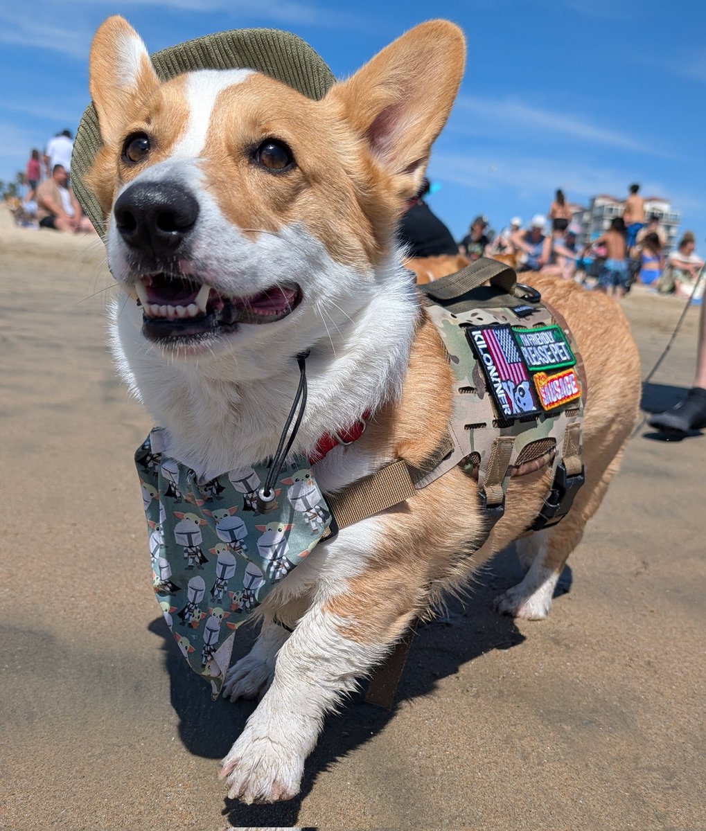 Captain Wardog 🍪 tweet media