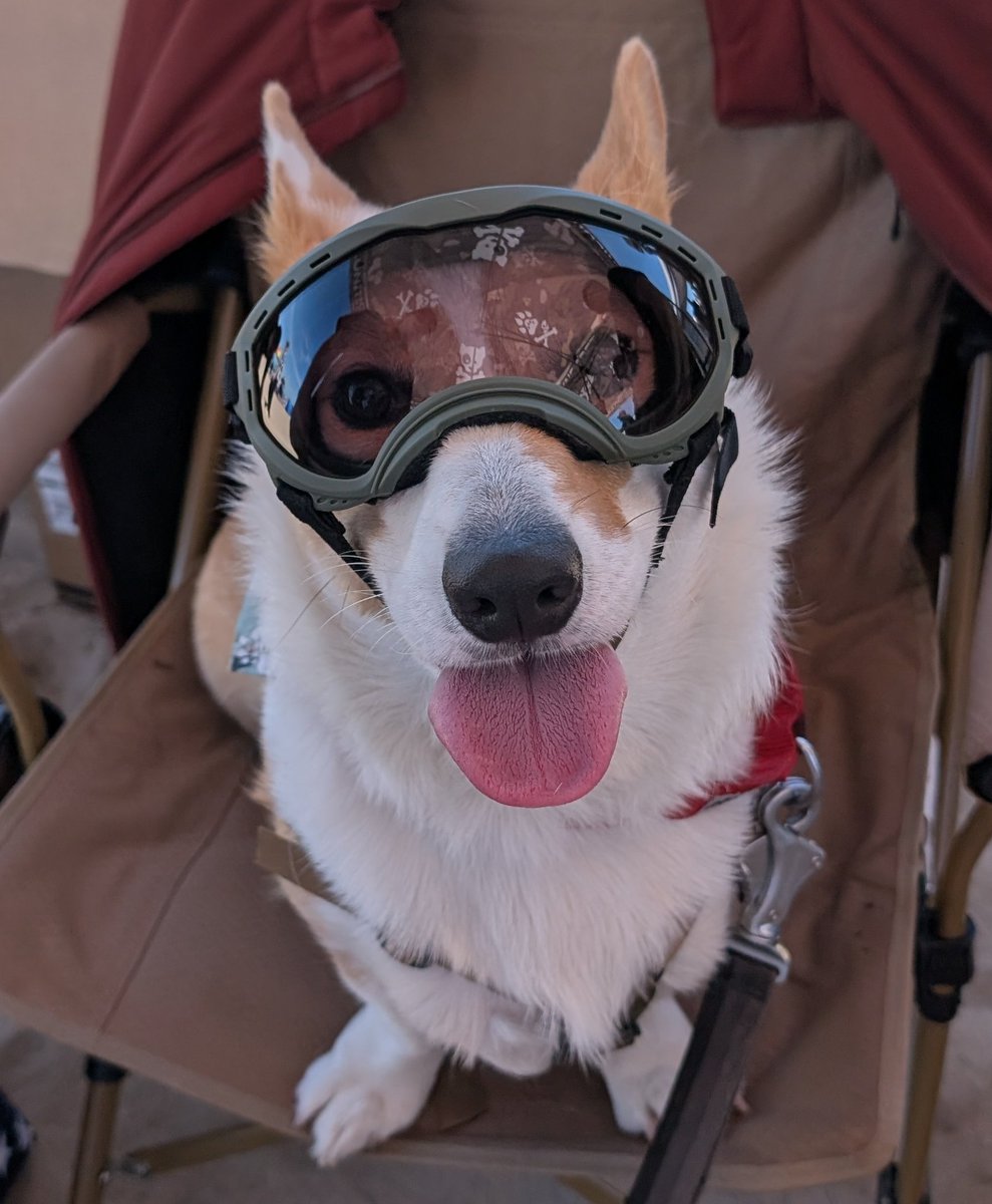 Captain Wardog 🍪 tweet media