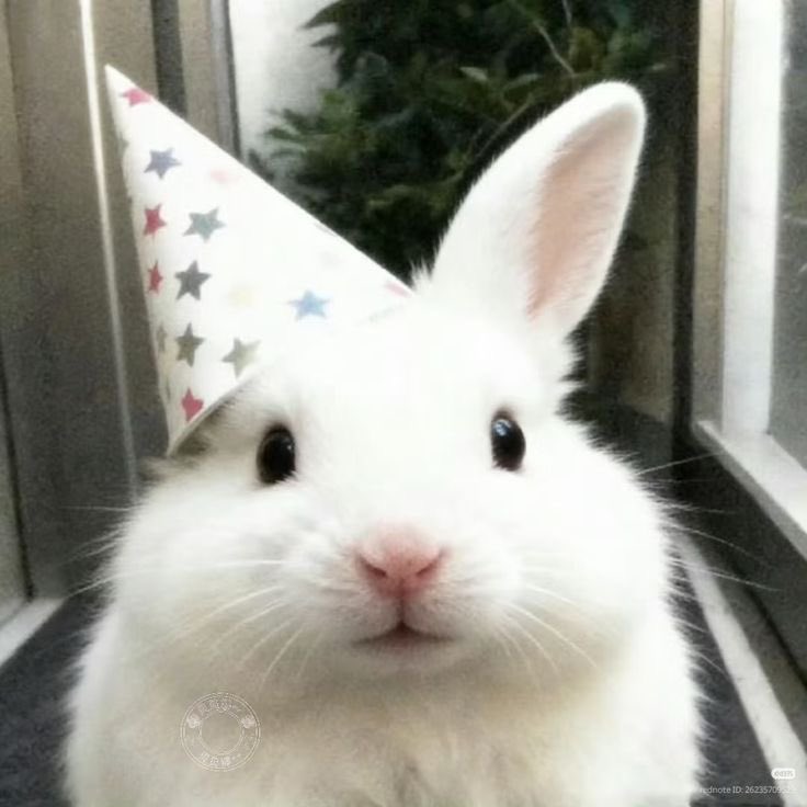 ·˚𐙚⋆.˚rayne ⋆˚࿔ tweet media