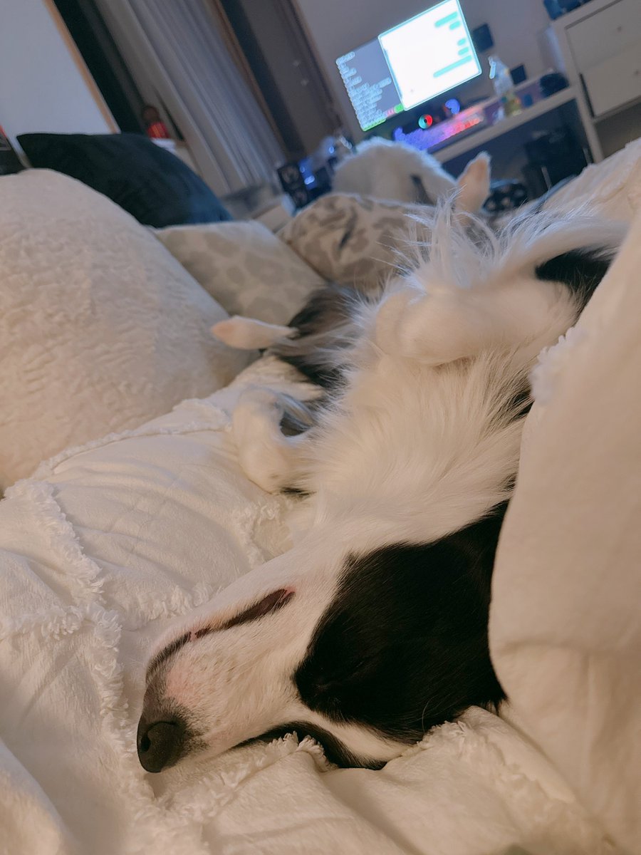 レティ🐼ボーダーコリー tweet media