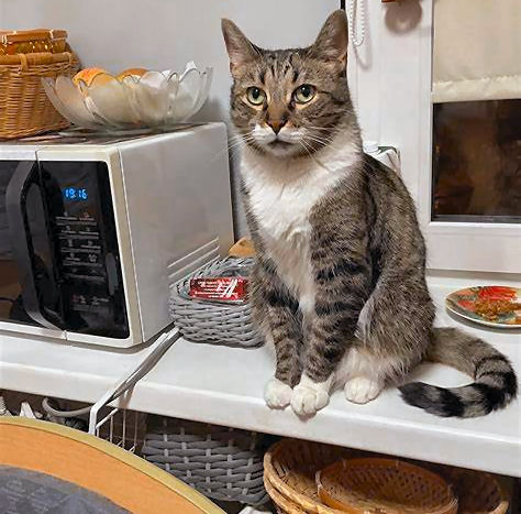 DancingMonkey tweet media